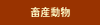 畜産動物