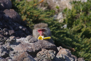 201205070008_2-300x0.jpg