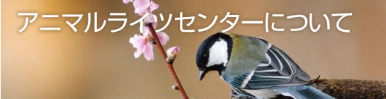 アニマルライツセンターについて