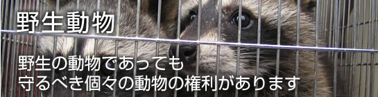野生動物　野生動物であっても守られるべき個々の権利があります