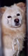 保健所で殺処分を待つ犬猫