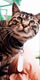 動物シェルターの猫
