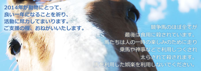 馬たちは人の一時の楽しみのために走り乗馬や神事などで利用しつくされ太らされて殺されます。馬を利用した娯楽を利用しないでください。