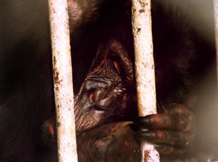 アフリカから捕獲されてつれてこられ動物園で25年間監禁されているチンパンジー
