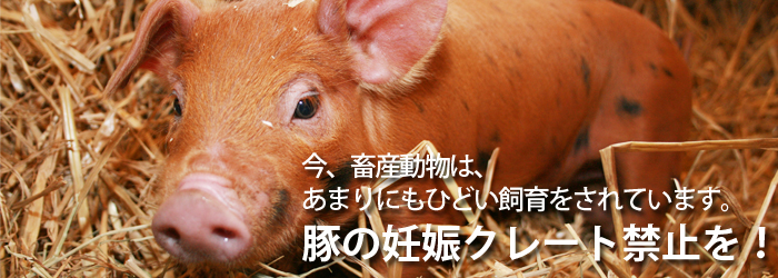 豚の福祉を。繁殖豚用のクレート禁止を！（妊娠豚用檻）